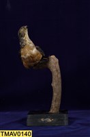 藏品(赤腹鷹)的圖片